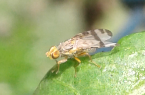 Tephritidae : Sphenella sp.?  cfr. Sphenella sp.